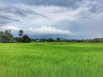 Scenic view of grassy field against cloudy sky