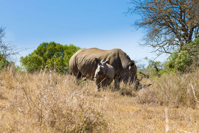 Rhinoceros with calf on field against sky