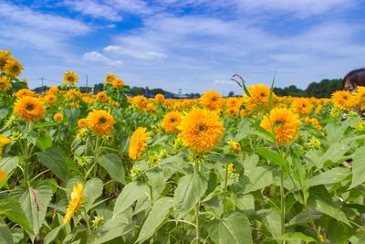 Close-up of yellow flowers blooming in field