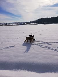 Dog standing on snow covered land