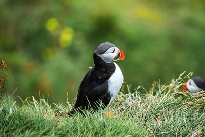 puffin