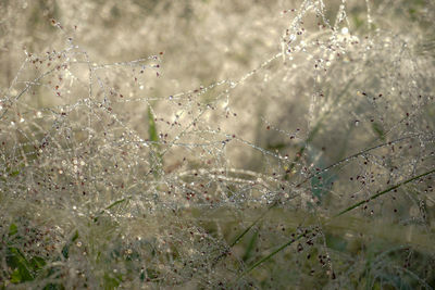 Close-up of water drops on flowering plant