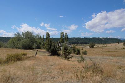 Trees on field against sky