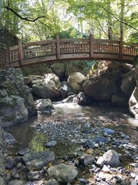 Scenic view of river in forest