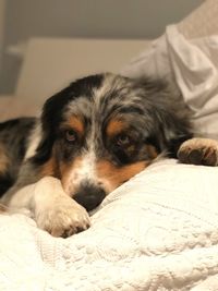 Portrait of dog resting on bed