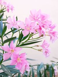 Close-up of pink flowering plant