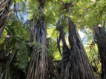 Low angle view of palm trees in forest