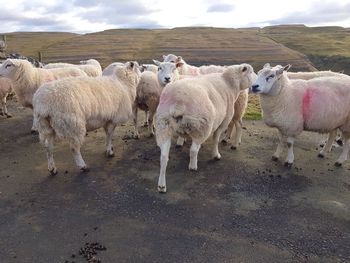 Sheep standing in a farm