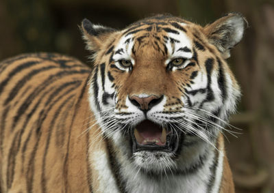 Close-up portrait of a tiger