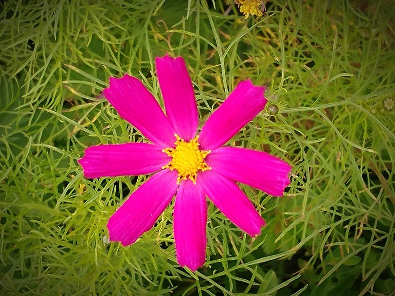 plant, flower, flowering plant, growth, inflorescence, flower head, freshness, beauty in nature, vulnerability, petal, fragility, close-up, pink color, nature, pollen, grass, green color, high angle view, no people