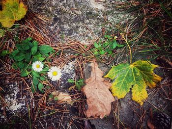 High angle view of autumn leaf on grass