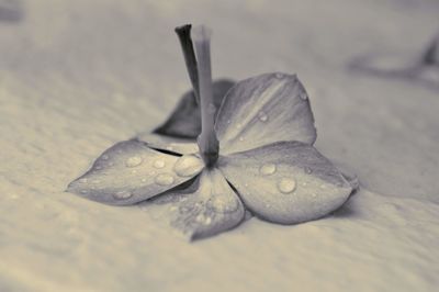 Close-up of wet flower on leaves