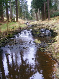 Reflection of trees in water