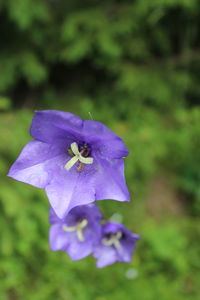 Close-up of purple iris flower