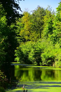 Scenic view of lake by trees in forest