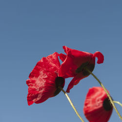 Close-up of red poppy against blue sky