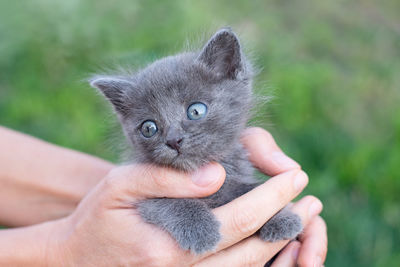 Gray kitten one month old in hands. cat and green lawn outside. copy space