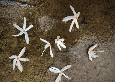 Close-up of white starfish on beach