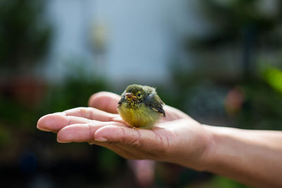 A small yellow bird perched on the hand