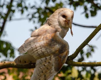 Close-up of eagle perching on branch