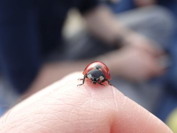 Close-up of insect on hand   ladybug macro