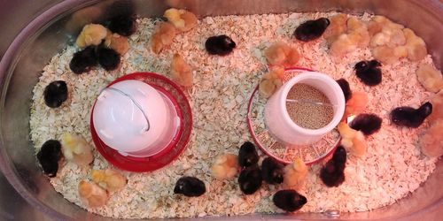 High angle view of bread in bowl