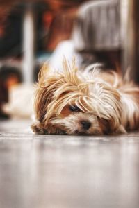 Close-up of dog sleeping