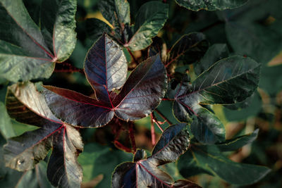 Close-up of dried leaves on plant