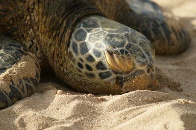 Close-up of turtle on beach 