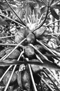 Close-up of plant