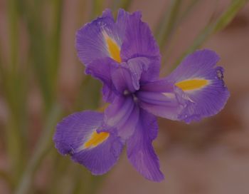 Close-up of purple flower