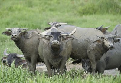 Portrait of sheep on field