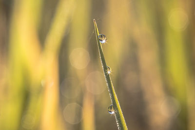 Close-up of spider on web