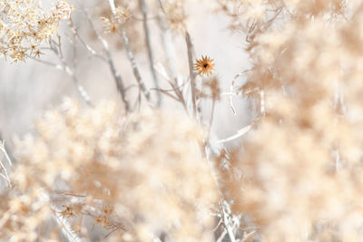 Close-up of snow on plant