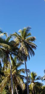 Low angle view of palm trees against clear blue sky