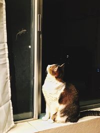 Cat looking through window