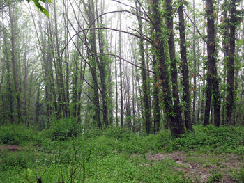 Scenic view of forest