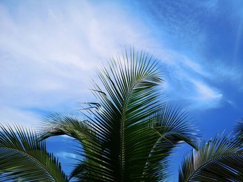 Low angle view of palm tree against blue sky