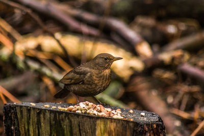 Close-up of bird perching on wood