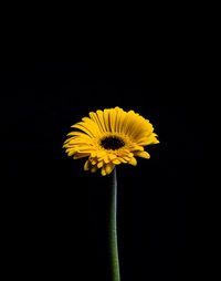 Close-up of yellow flower against black background