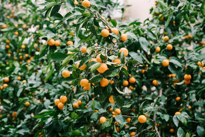 Fruits growing on tree