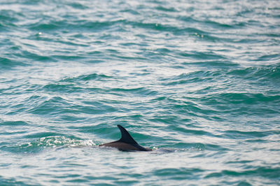 Dorsal fin of dolphin emerges from water