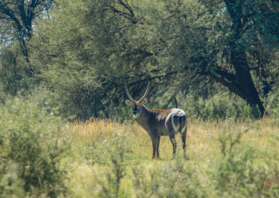 The waterbuck, kobus ellipsiprymnus, in african bush