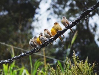 Close-up of bird perching on branch