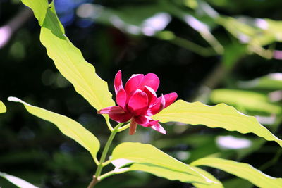 Close-up of pink flowering plant