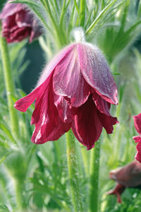 Close-up of red flowers