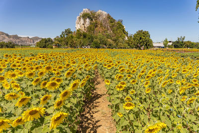 Scenic view of sunflower field against sky