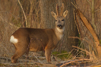 Roe deer on grassy field at de biesbosch