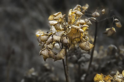 Close-up of wilted flower