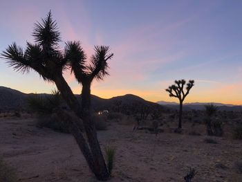 Trees in a desert